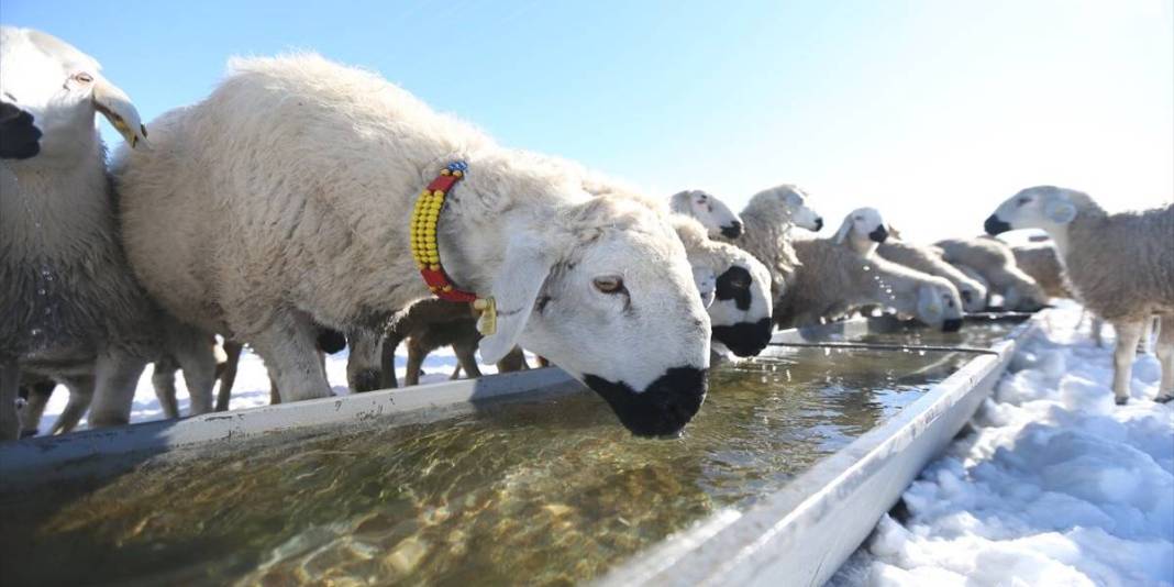 ‘Burada yapamayacaksınız’ dediler kimseyi dinlemedi! Devlet desteğini aldı, sayısı 100 olan sürüyü 7 kat büyüttü 8